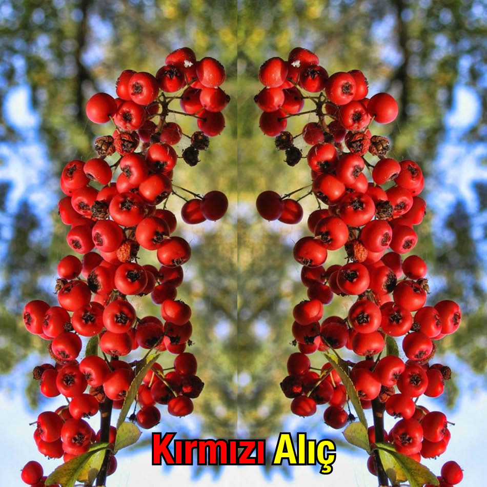 Kırmızı Alıç